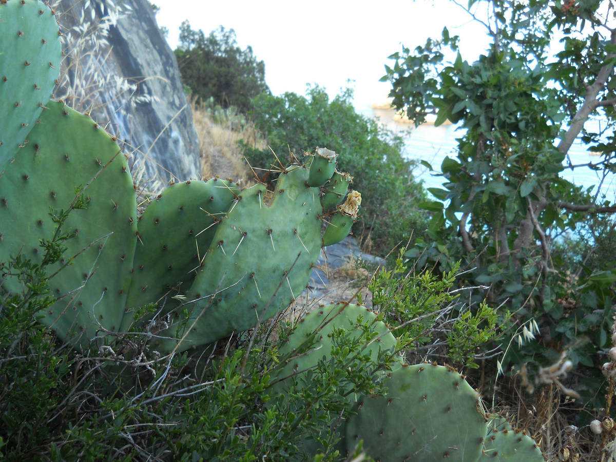 Image of Opuntia engelmannii ssp. lindheimeri specimen.