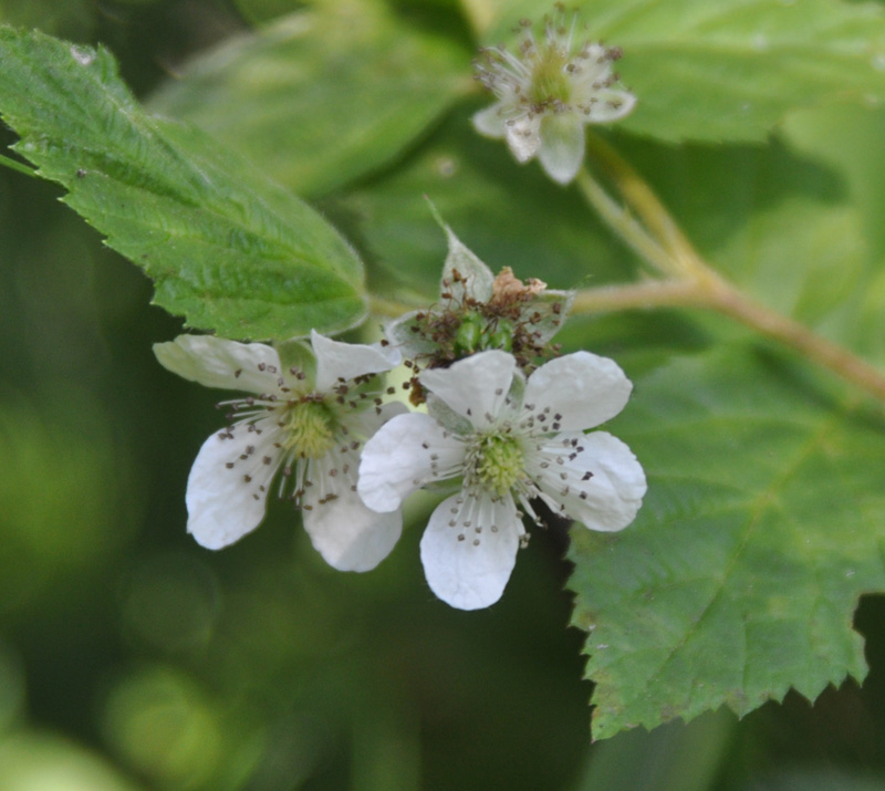 Изображение особи Rubus nessensis.