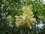 Ligustrum lucidum