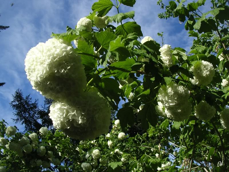 Image of Viburnum opulus f. roseum specimen.