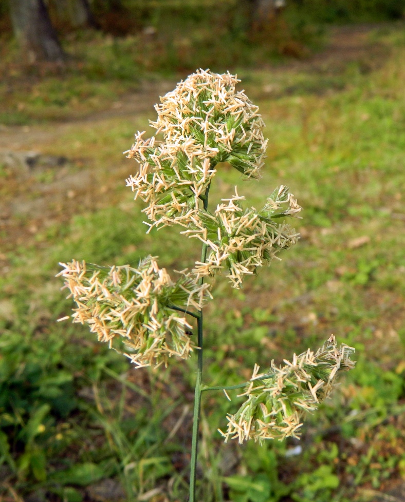 Image of Dactylis glomerata specimen.