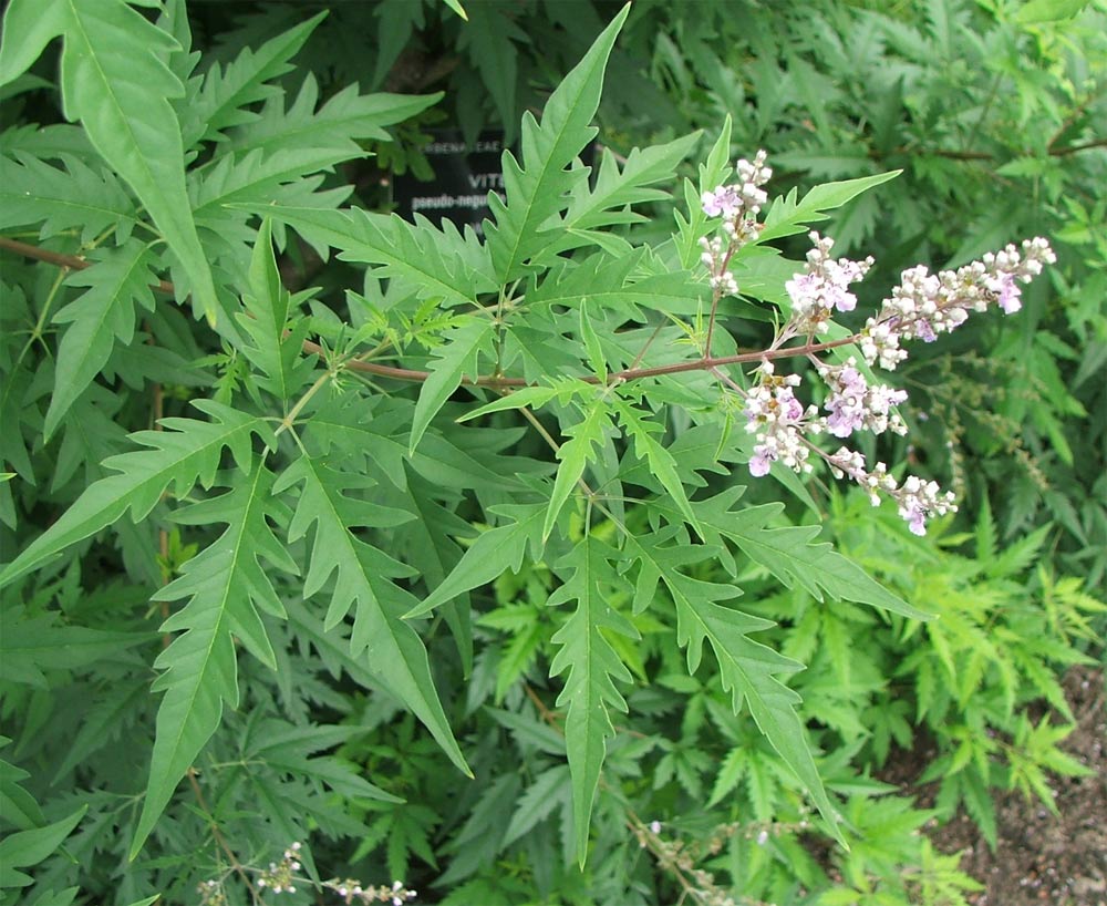 Image of Vitex pseudonegundo specimen.