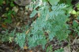 Coronilla coronata. Плодоносящее растение в лесу. Адыгея, хребет Уна-Коз. 13.08.2008.