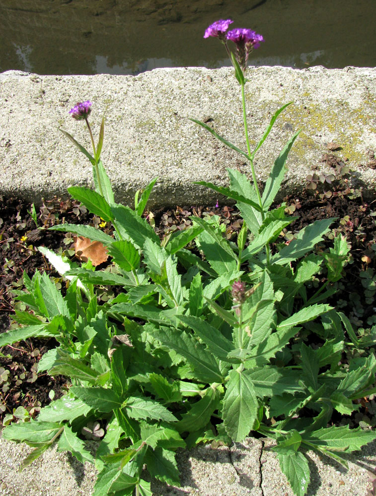 Image of Verbena rigida specimen.