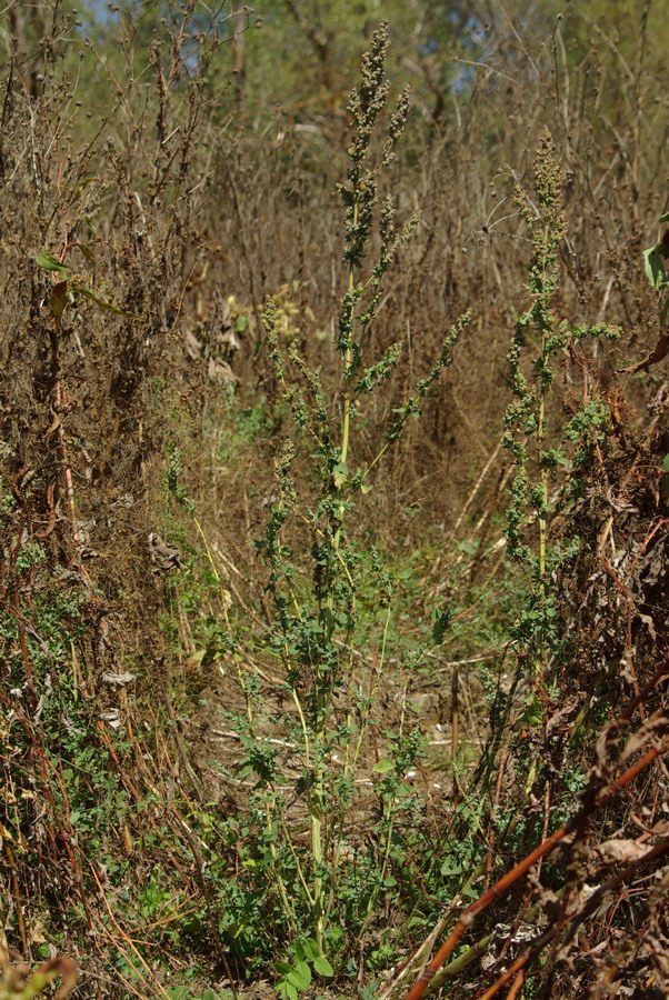 Изображение особи Chenopodium zerovii.