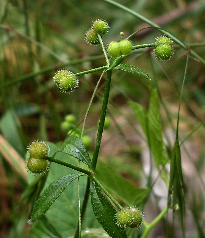 Image of Galium aparine specimen.