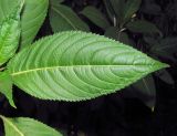 Impatiens glandulifera