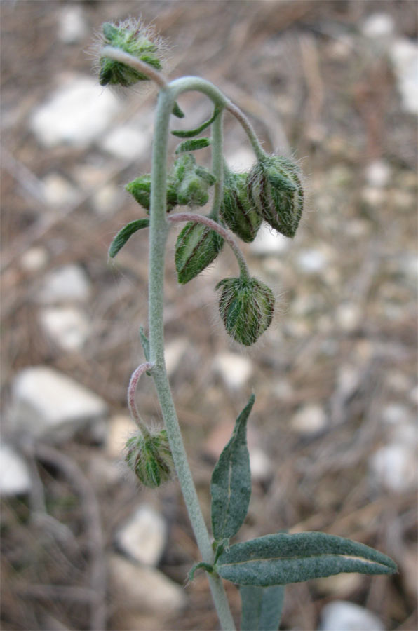 Image of Helianthemum vesicarium specimen.