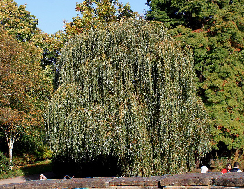 Image of Salix &times; blanda specimen.