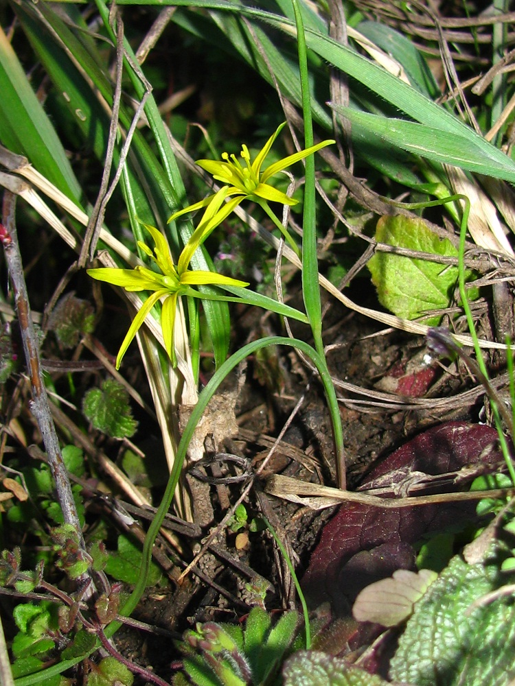 Image of genus Gagea specimen.