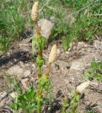 Equisetum sylvaticum