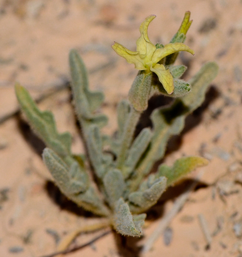 Image of Matthiola longipetala ssp. livida specimen.