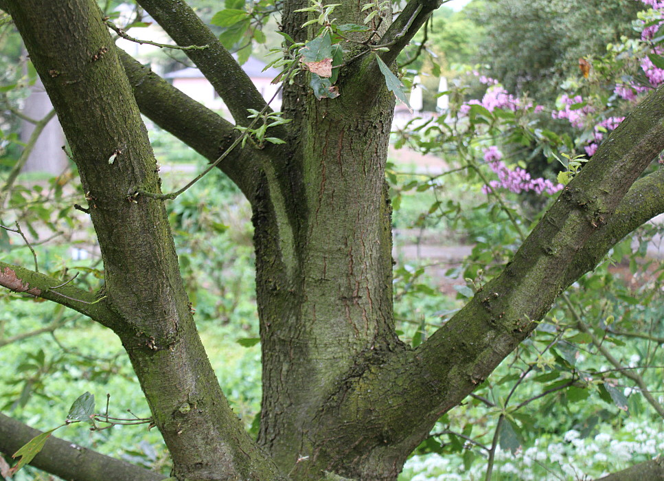 Image of Quercus &times; hispanica specimen.