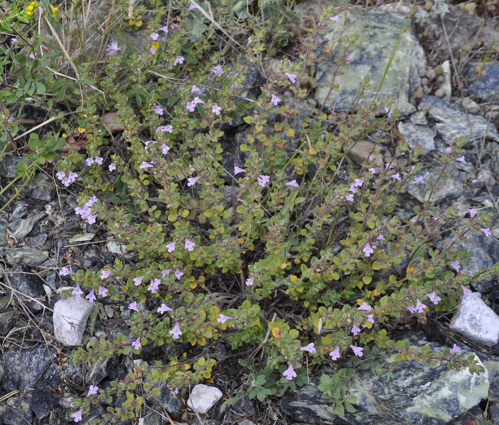 Изображение особи Ziziphora granatensis.