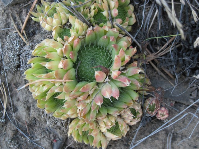 Image of Orostachys spinosa specimen.