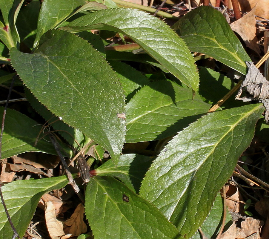 Image of Helleborus orientalis specimen.