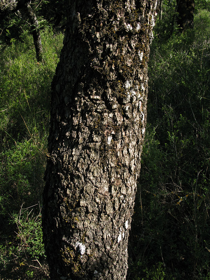 Image of Pistacia mutica specimen.