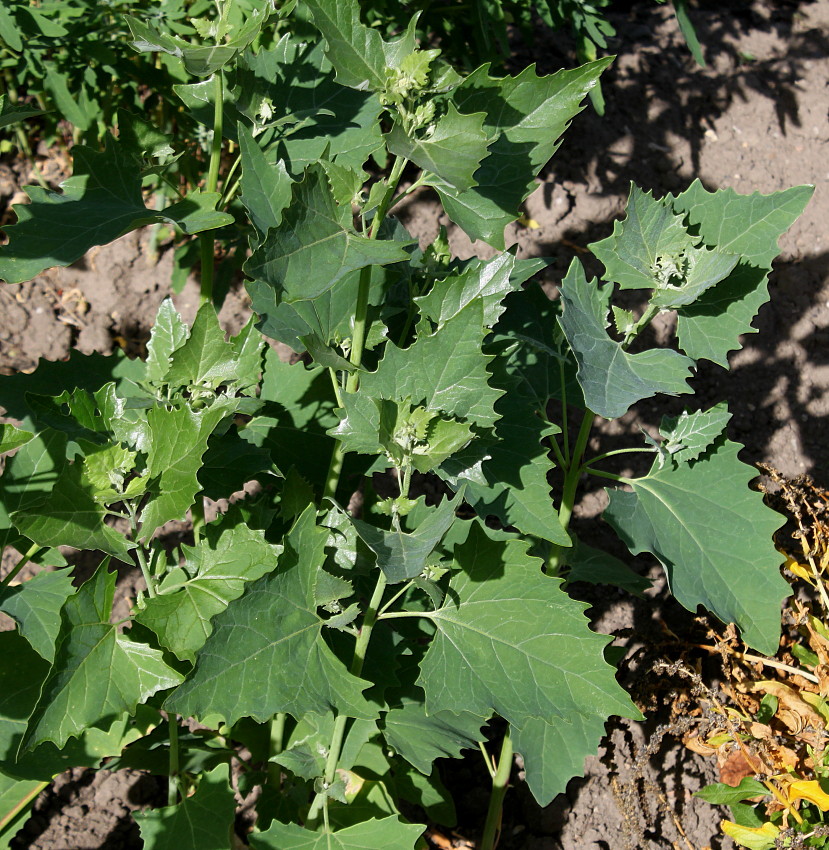 Image of Atriplex sagittata specimen.