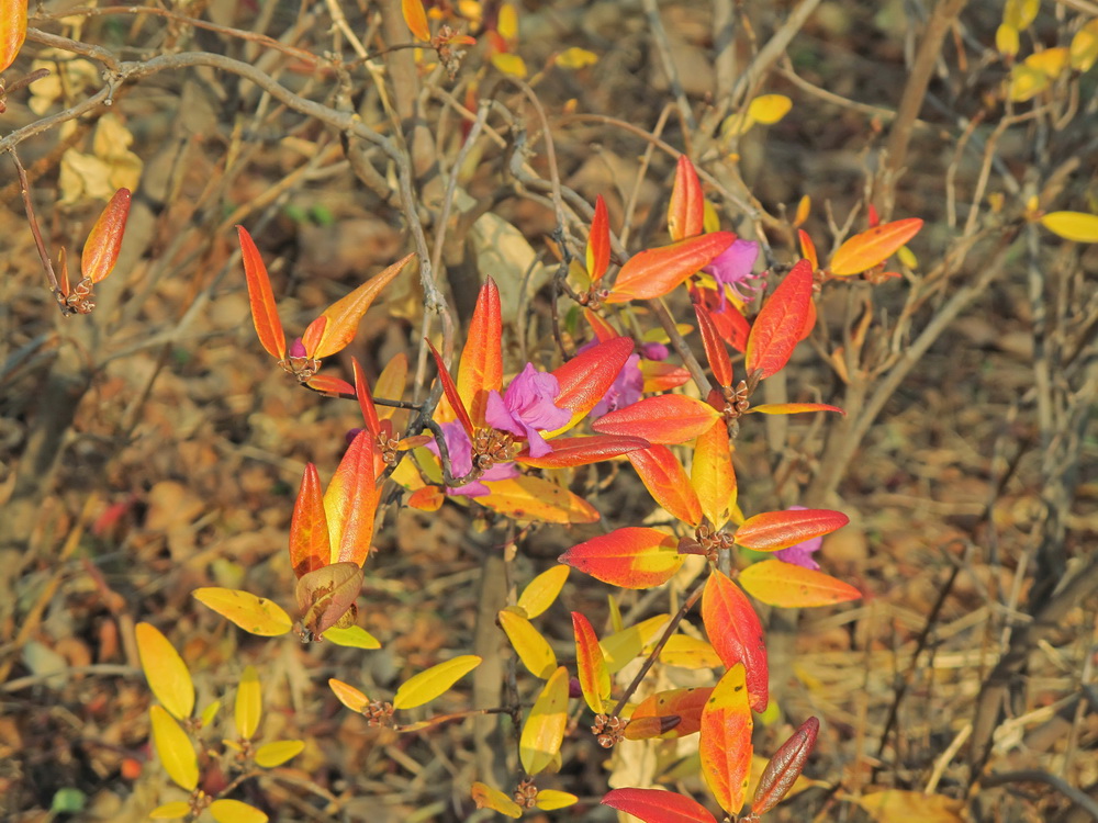 Image of Rhododendron mucronulatum specimen.