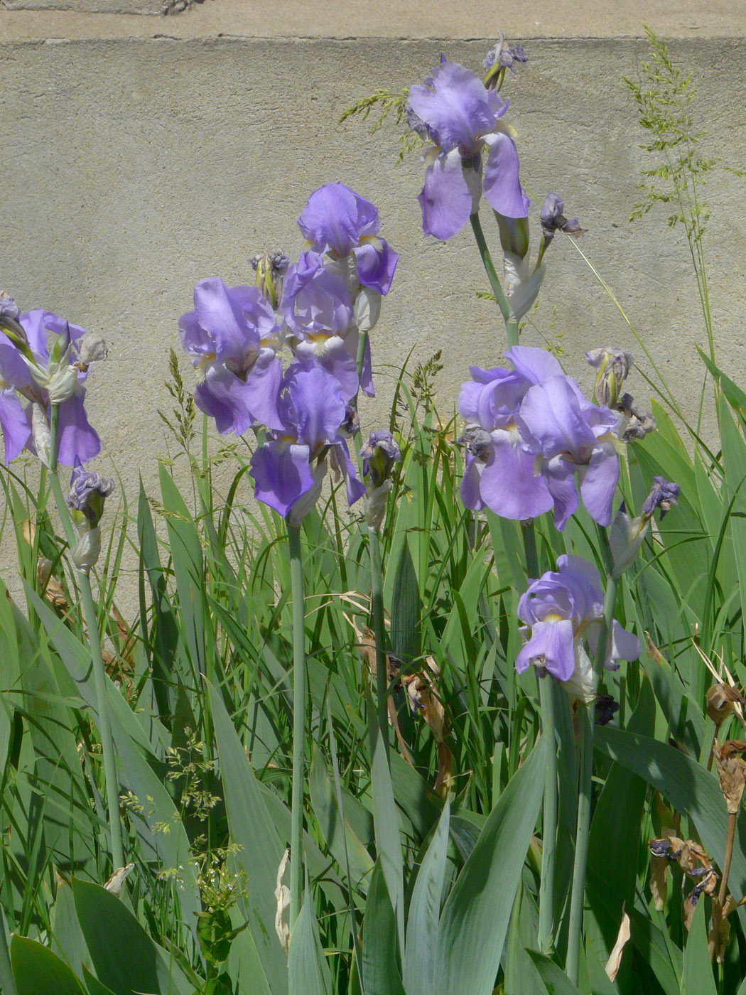 Image of Iris pallida specimen.