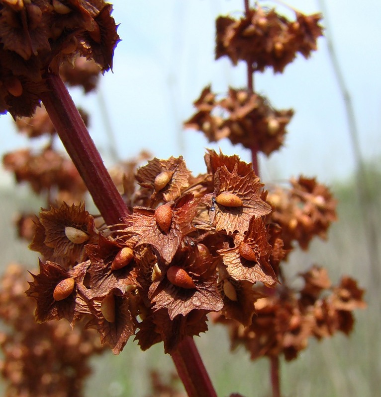 Image of Rumex stenophyllus specimen.