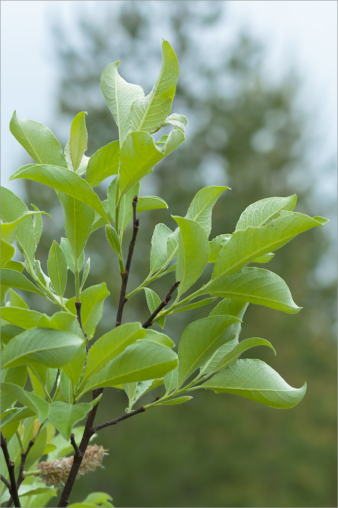 Image of genus Salix specimen.