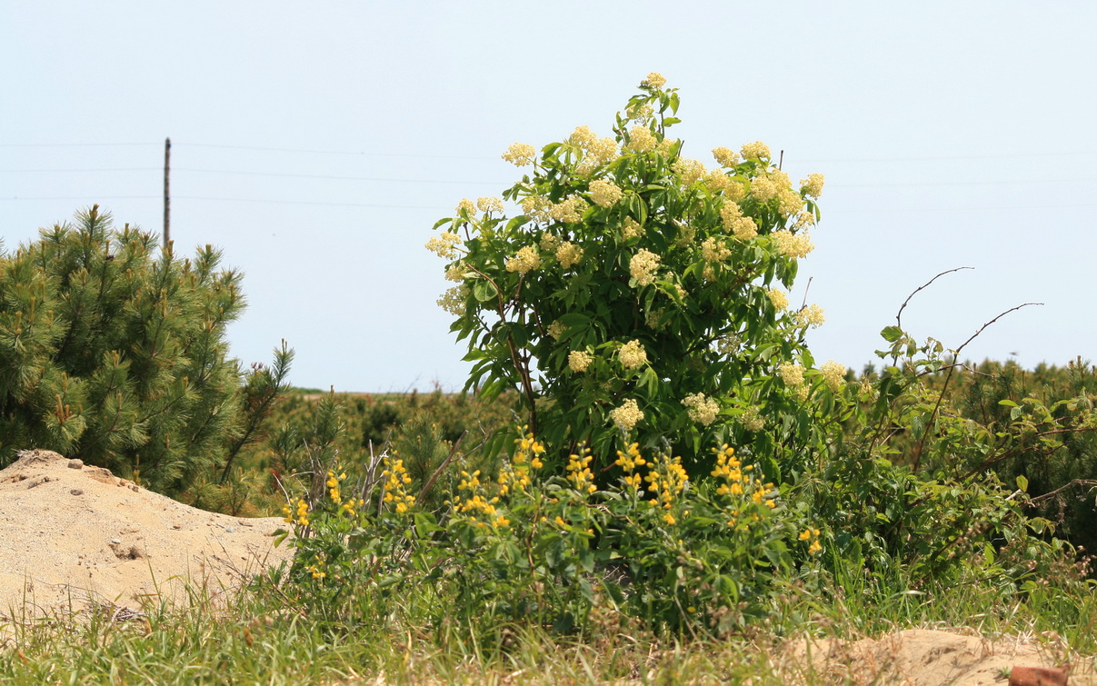 Изображение особи Sambucus miquelii.