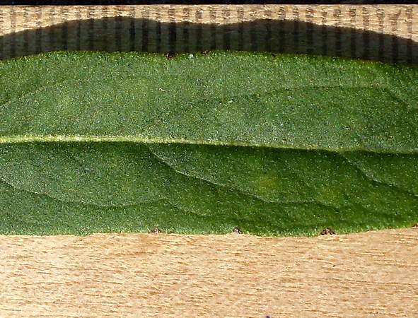 Image of Inula britannica specimen.