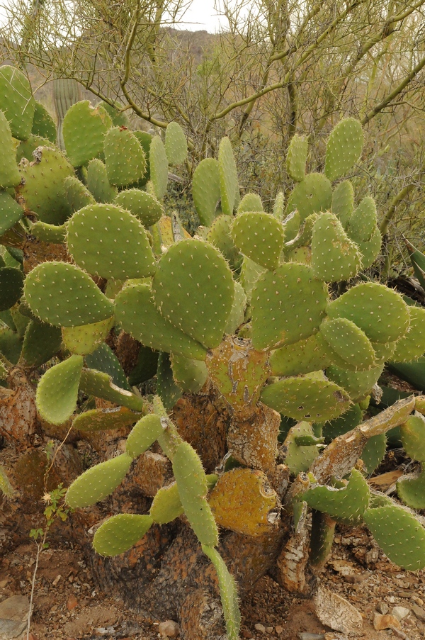 Изображение особи Opuntia bravoana.