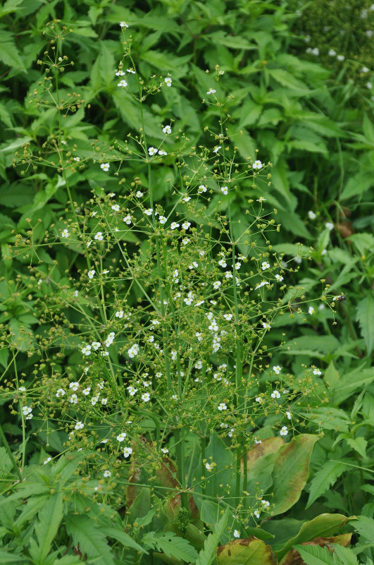 Image of Alisma plantago-aquatica specimen.