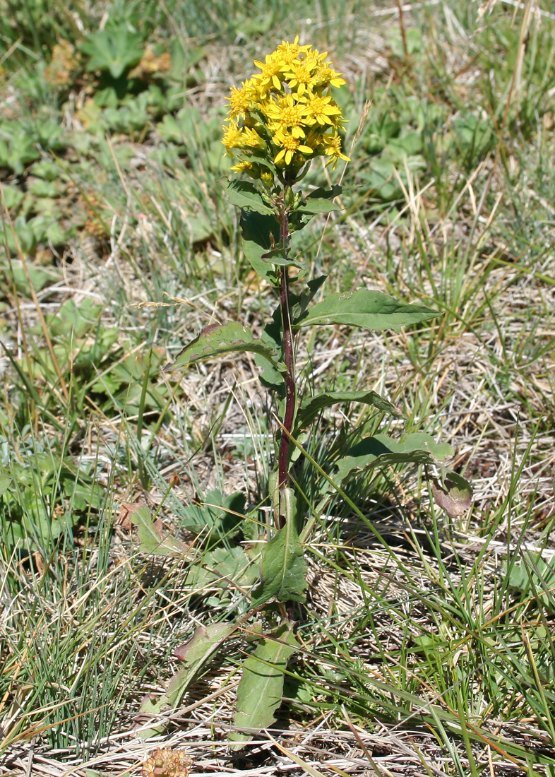 Image of Solidago virgaurea specimen.