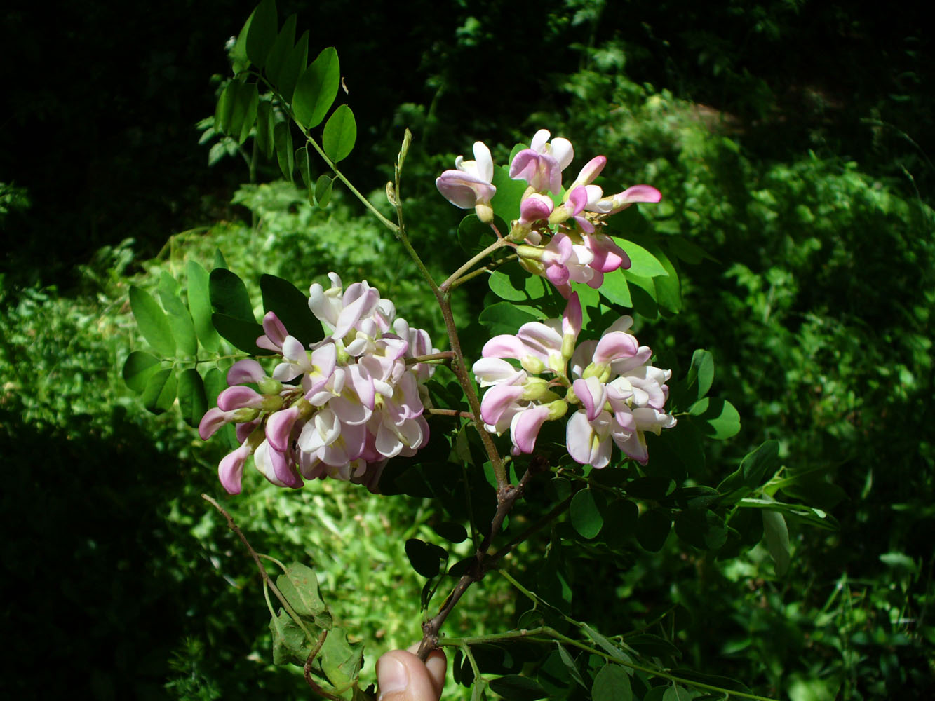 Image of Robinia &times; ambigua specimen.