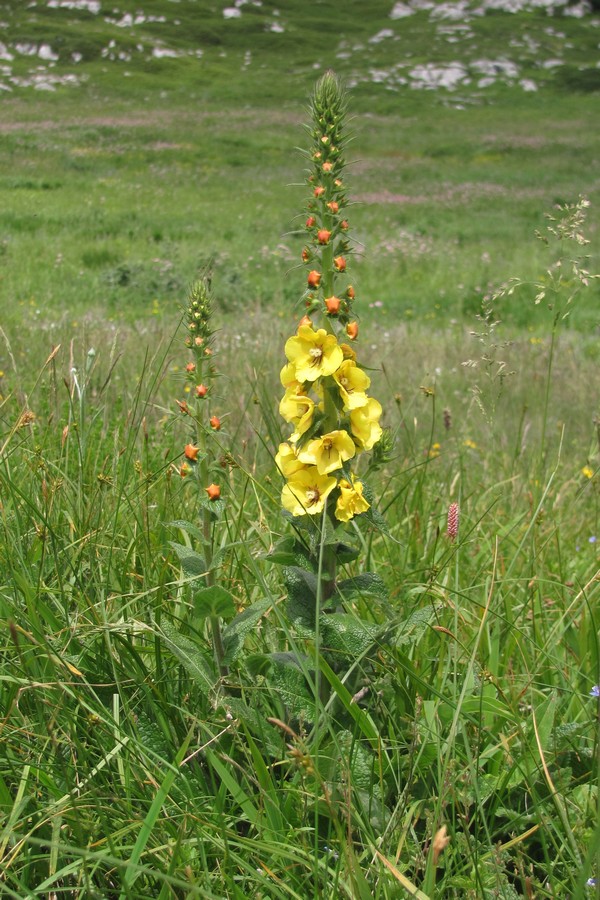 Image of Verbascum spectabile specimen.