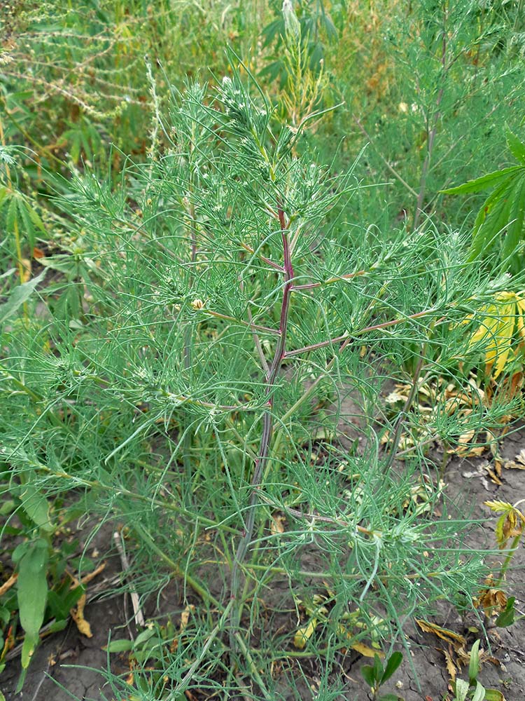 Image of Salsola collina specimen.