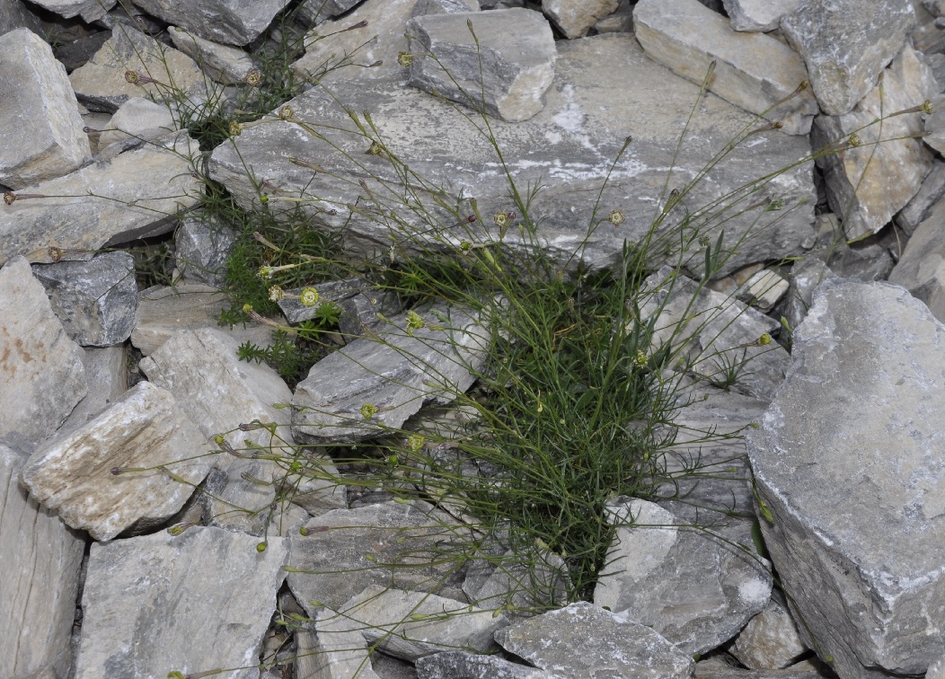 Image of Silene parnassica ssp. dionysii specimen.