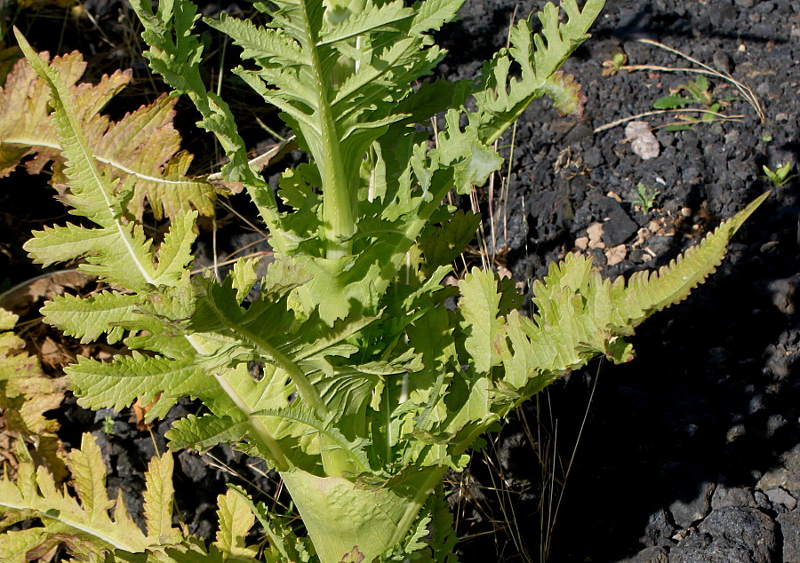 Изображение особи Dipsacus laciniatus.