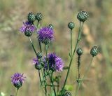 Centaurea scabiosa. Побеги с соцветиями. Московская обл., Раменский р-н, окр. ж.-д. платформы Хрипань, залежь. 14.07.2014.