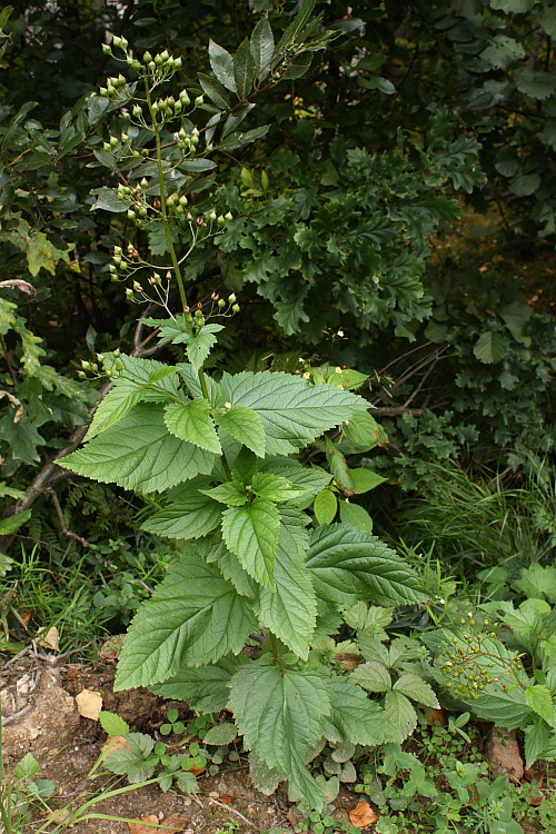 Изображение особи Scrophularia nodosa.