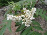 Sorbus tianschanica