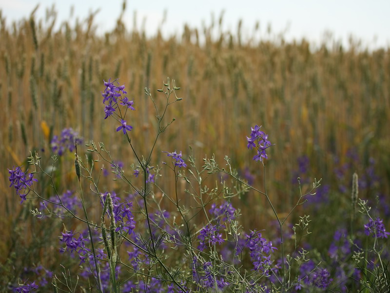 Image of Delphinium consolida specimen.