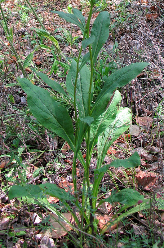 Изображение особи Solidago virgaurea.