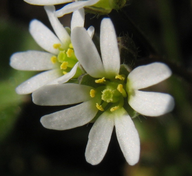 Изображение особи Erophila verna.