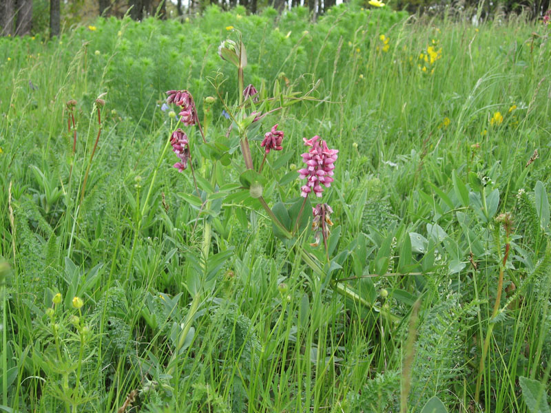 Изображение особи Lathyrus pisiformis.