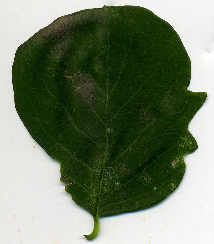 Image of Symphoricarpos albus var. laevigatus specimen.