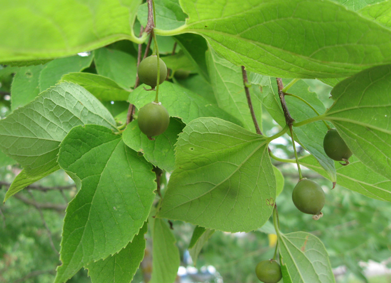 Image of Celtis occidentalis specimen.