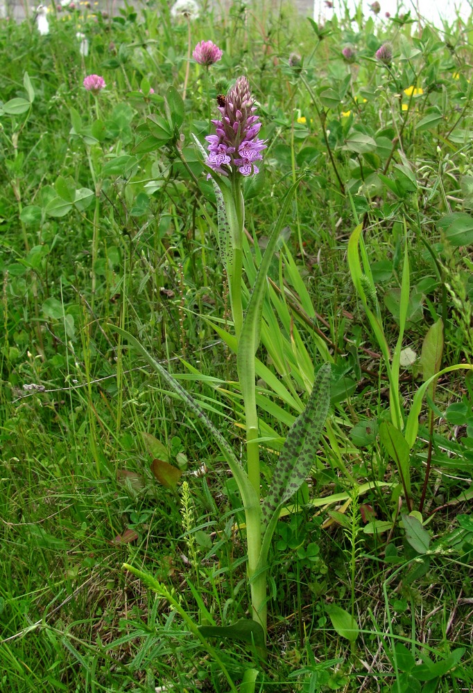 Image of Dactylorhiza baltica specimen.