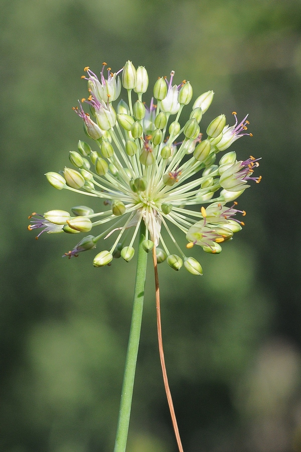 Image of genus Allium specimen.