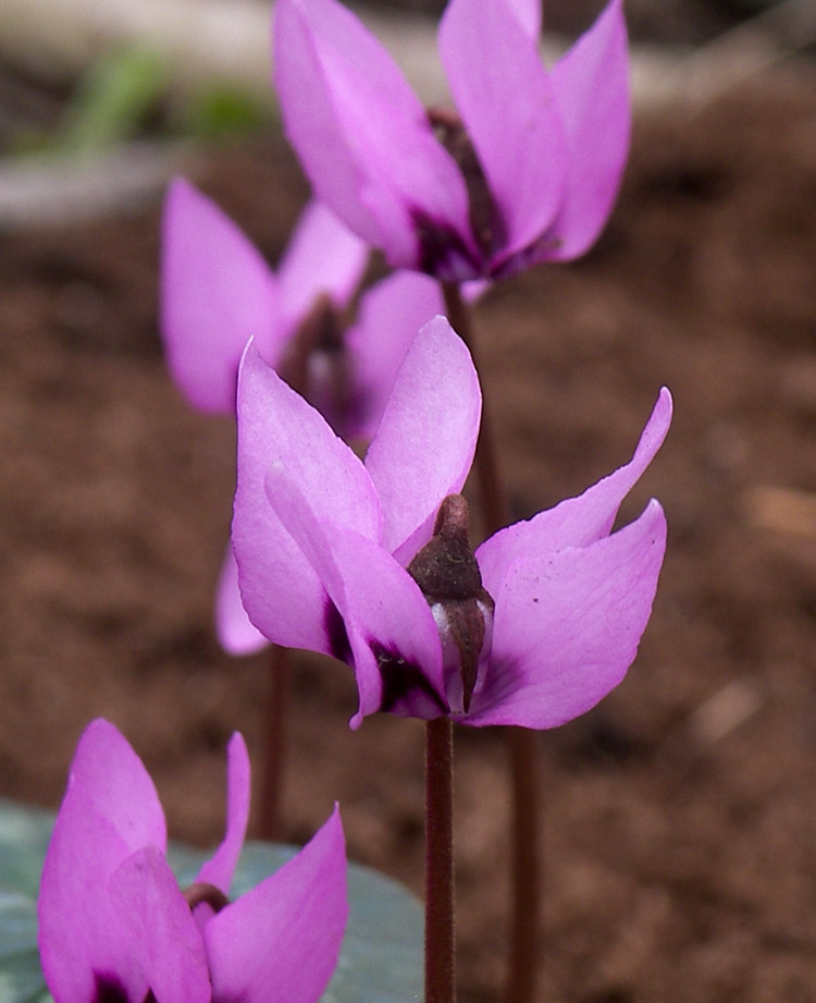 Изображение особи Cyclamen elegans.