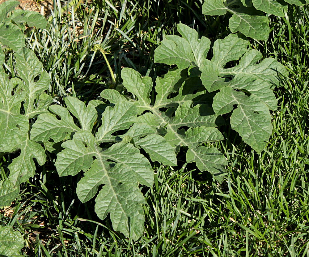 Image of Citrullus lanatus specimen.