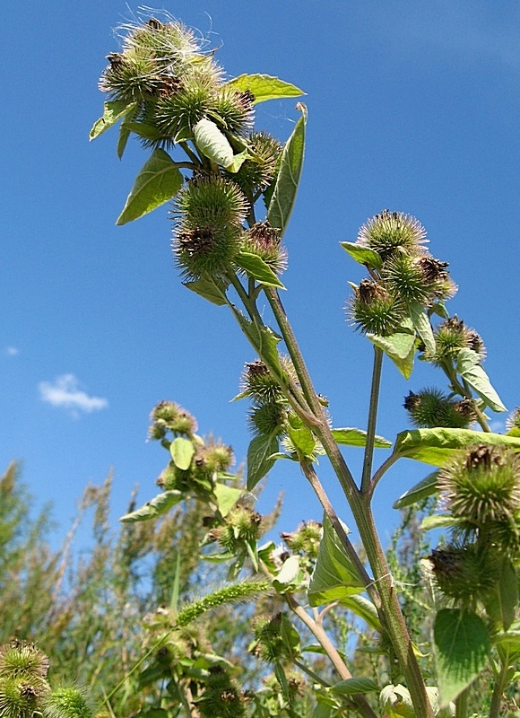 Изображение особи Arctium minus.